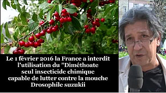 INTERDICTION du diméthoate : les importations de cerises traitées au diméthoate devraient être interdite ... #dimethoate @#TvLocale_fr  #DrosophileSuzukii